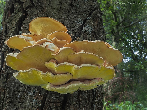 sírovec obyčajný Laetiporus sulphureus (Bull.) Murrill