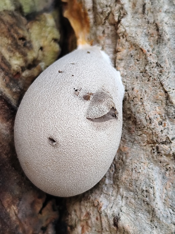 vlčinka veľká? Lycogala flavofuscum (Ehrenb.) Rostaf.