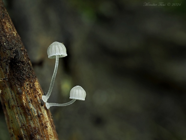 prilbička Mycena bulbosa (Cejp) Kühner