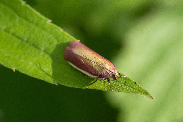 vijačka lucernová  Oncocera semirubella (Scopoli, 1763)