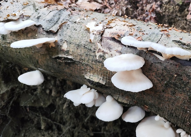 hliva buková Pleurotus pulmonarius (Fr.) Quél.