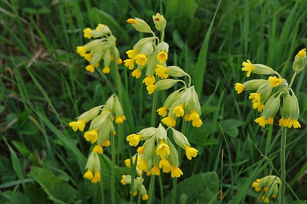 prvosienka jarná Primula veris L.