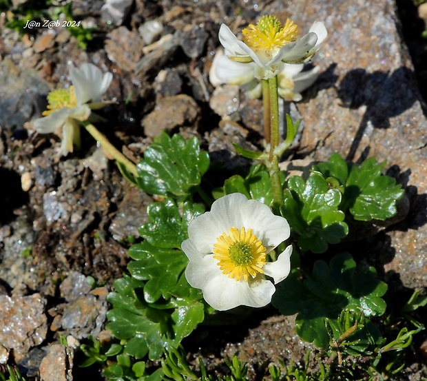 iskerník alpínsky Ranunculus alpestris L.