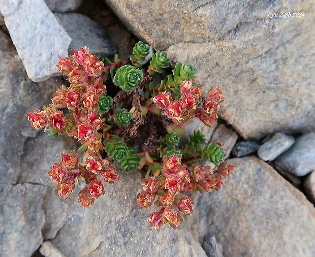 lomikameň Saxifraga biflora All.