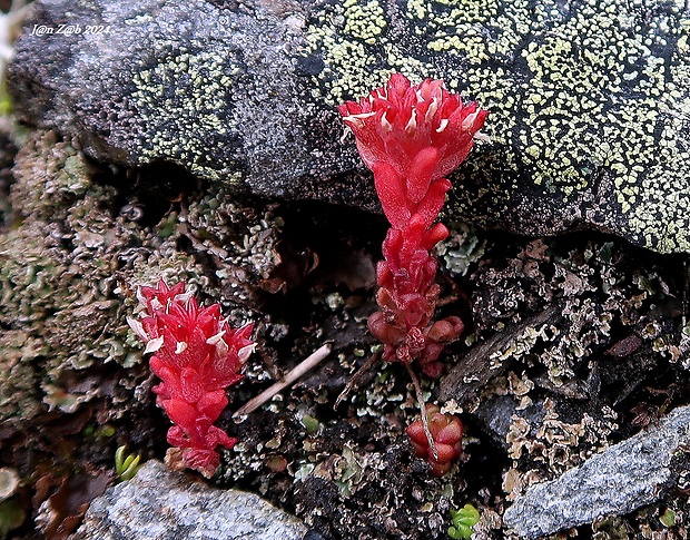 rozchodník černastý Sedum atratum L.