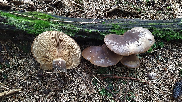 čechračka tmavohlúbiková Tapinella atrotomentosa (Batsch) Šutara