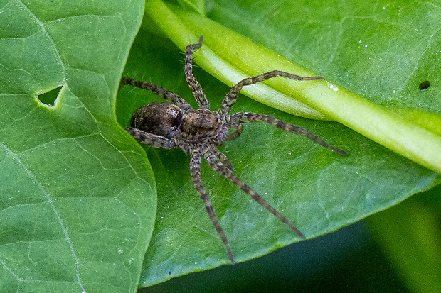 kútnik domový  Tegenaria domestica (Clerck, 1757)