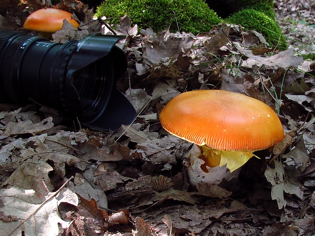 muchotrávka cisárska Amanita caesarea (Scop.) Pers.