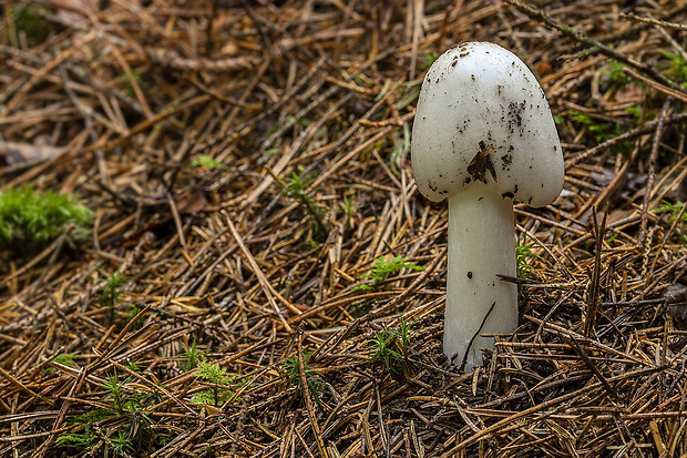 muchotrávka končistá Amanita virosa Bertill.