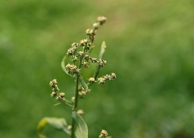 loboda konáristá Atriplex patula L.