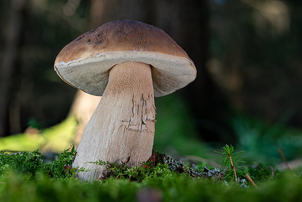 hríb smrekový Boletus edulis Bull.