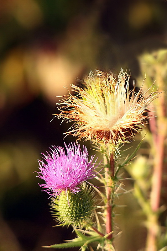 pichliač obyčajný Cirsium vulgare (Savi) Ten.