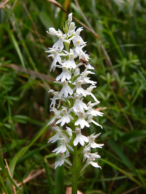 vstavačovec fuchsov pravý Dactylorhiza fuchsii subsp. fuchsii (Druce) Soó