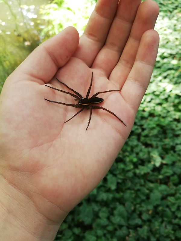 lovčík vodný  Dolomedes fimbriatus