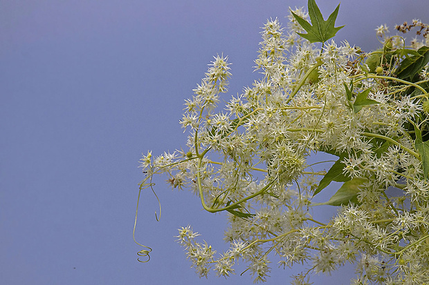 ježatec laločnatý Echinocystis lobata (F. Michx.) Torr. et A. Gray