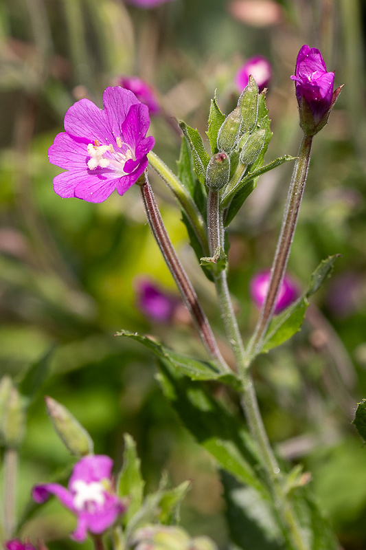 vŕbovka chlpatá Epilobium hirsutum L.