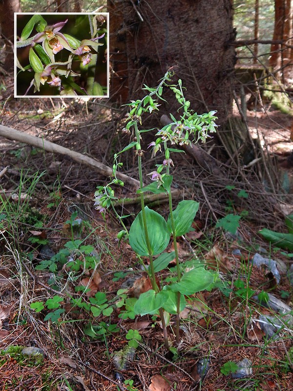 kruštík širokolistý oddialený Epipactis helleborine subsp. orbicularis (K. Richter) E. Klien