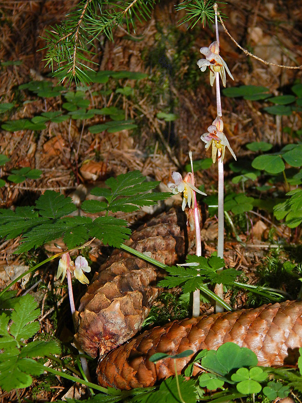 sklenobyľ bezlistá Epipogium aphyllum (F.W. Schmidt) Swartz