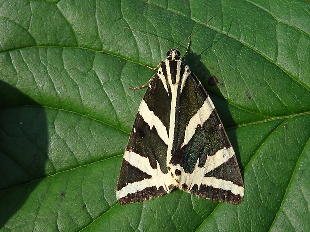 spriadač kostihojový Euplagia quadripunctaria