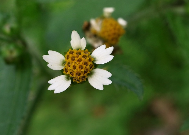 žltnica pŕhľavolistá Galinsoga urticifolia (Humb., Bonpl. et Kunth) Benth.