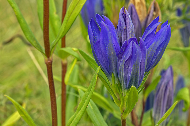 horec pľúcny Gentiana pneumonanthe L.