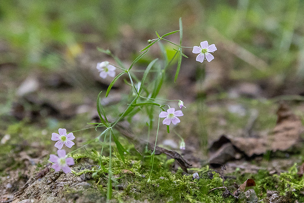 gypsomilka múrová Gypsophila muralis