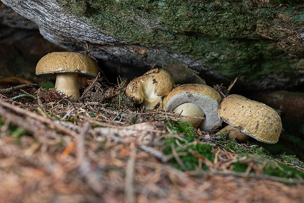 hríbnik modrejúci Gyroporus cyanescens (Bull.) Quél.