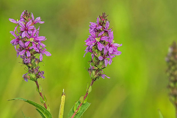 vrbica vŕbolistá Lythrum salicaria L.