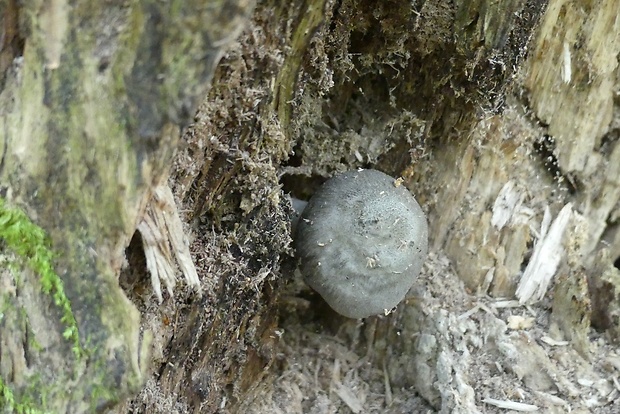 štítovka vŕbová Pluteus salicinus (Pers.) P. Kumm.