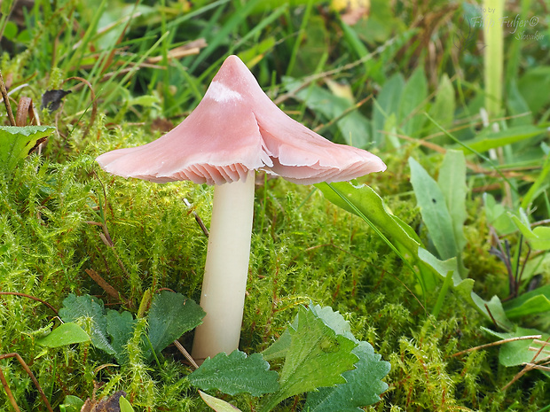 lúčnica ružovočervená Porpolomopsis calyptriformis (Berk.) Bresinsky