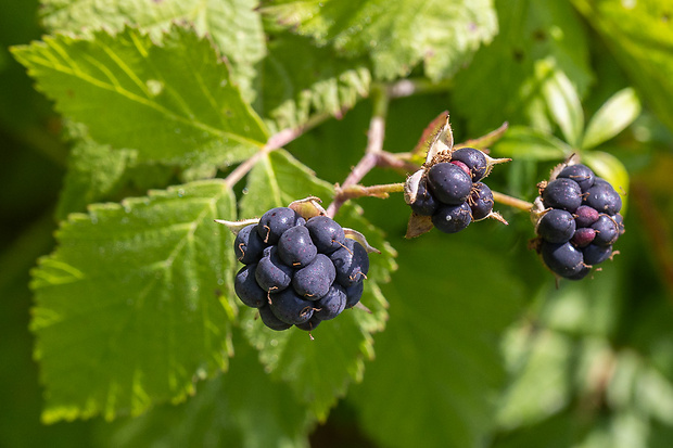 ostružina ožinová Rubus caesius L.