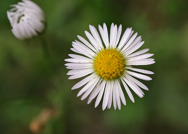 hviezdnik ročný Stenactis annua (L.) Nees