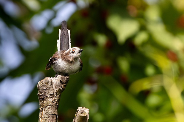 mlynárka dlhochvostá Aegithalos caudatus