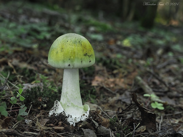 muchotrávka zelená Amanita phalloides (Vaill. ex Fr.) Link