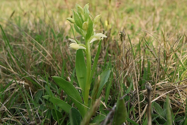 vstavačovec bazový Dactylorhiza sambucina (L.) Soó