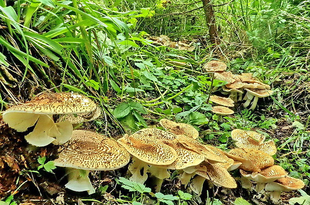 bedlička ostrošupinatá Echinoderma asperum (Pers.) Bon