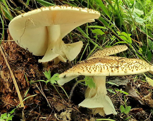 bedlička ostrošupinatá Echinoderma asperum (Pers.) Bon