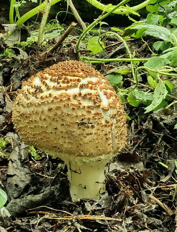 bedlička ostrošupinatá Echinoderma asperum (Pers.) Bon