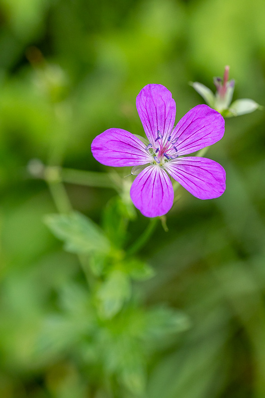 pakost močiarny Geranium palustre L.