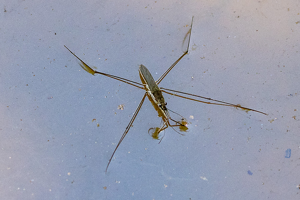 korčuliarka obyčajná Gerris lacustris (Linnaeus, 1758)