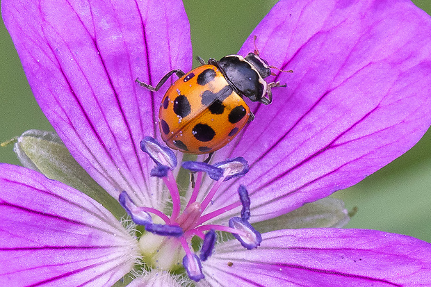 Lienka Hippodamia notata (Laich, 1781)