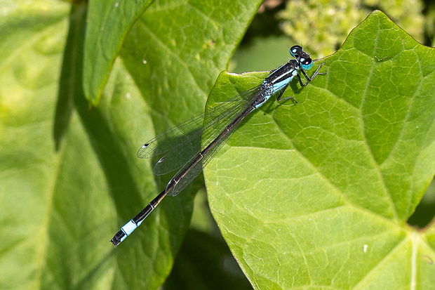 šidielko väčšie  Ischnura elegans (Vander Linden, 1820)