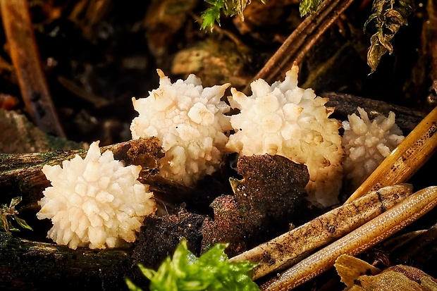 prášnica pichliačová Lycoperdon echinatum Pers.