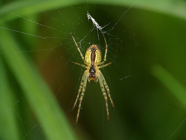 čeľustnatka Metellina sp.