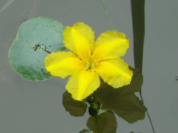 leknovec štítnatý Nymphoides peltata (S. G. Gmel.) Kuntze