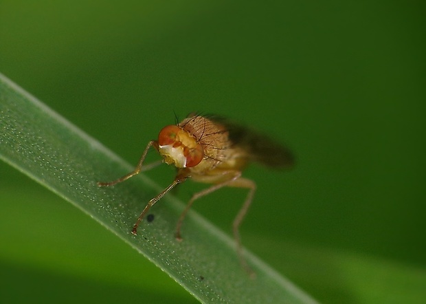 pestrička pšeničná Opomyza florum (Fabricius, 1794)