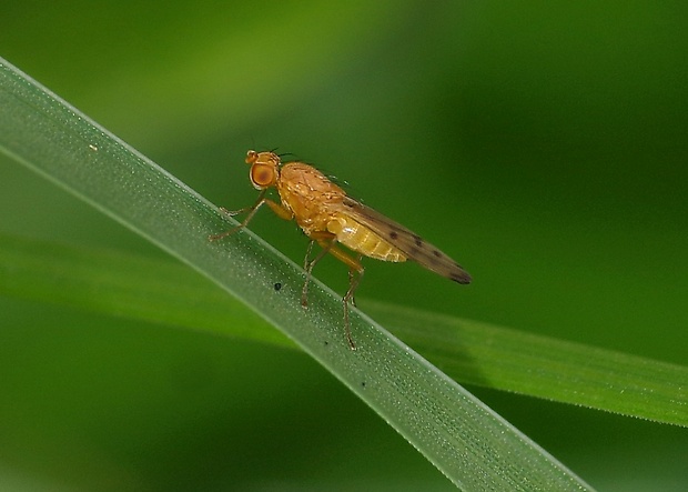 pestrička pšeničná  Opomyza florum (Fabricius, 1794)