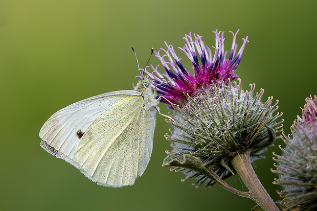 mlynárik repový Pieris rapae