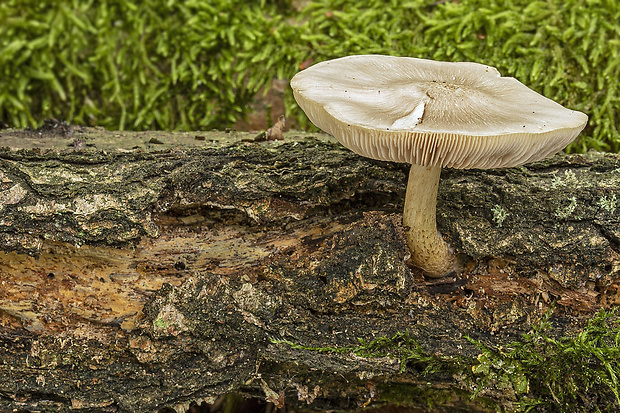 štítovka Pluteus sp.