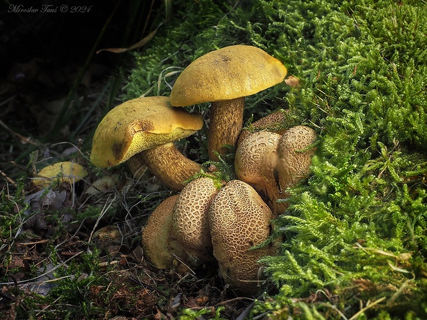 suchohríb cudzopasný Pseudoboletus parasiticus (Bull.) Šutara